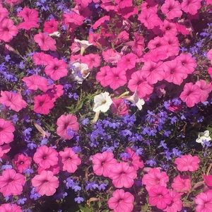 Meet your Posher, Sydney